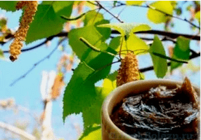 Birch tar from the fungus